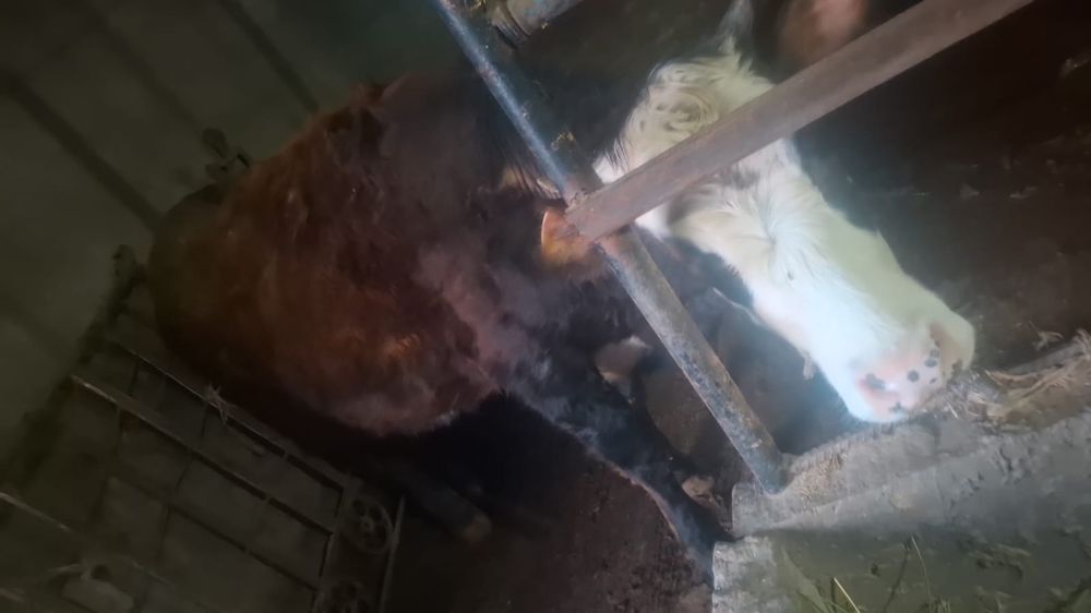 Семіз құнажын сыиырлар сатылады