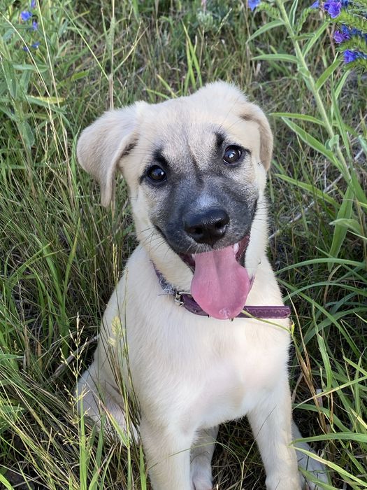 Ищу дом для щенка