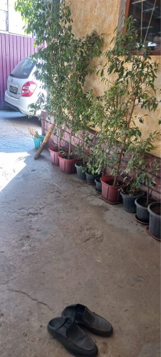 Домашние цветы