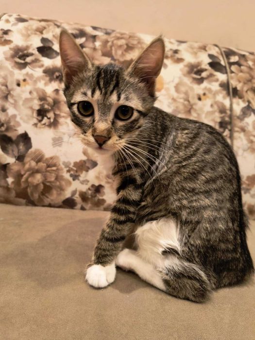 Motănei pentru adoptat