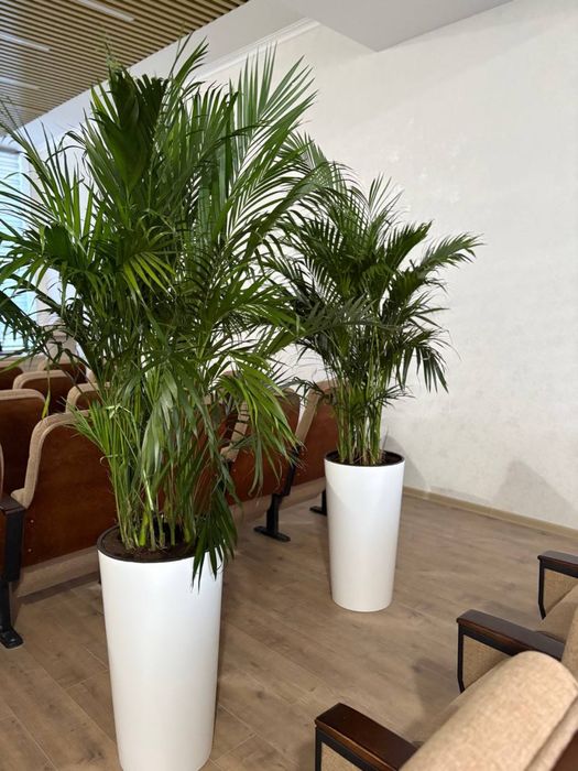 Офис гуллари сотилади