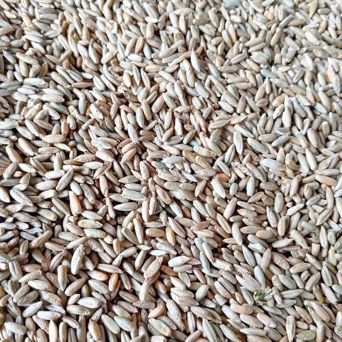 Secara și ovaz de producție 2025