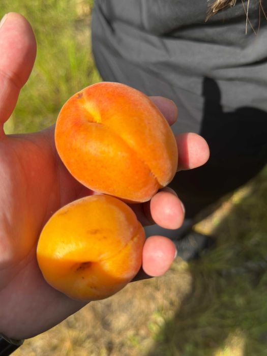 Продава се Земеделски имот в с. Чернолик, Област Силистра -  кв.м за 281 €/дка - Снимка #10