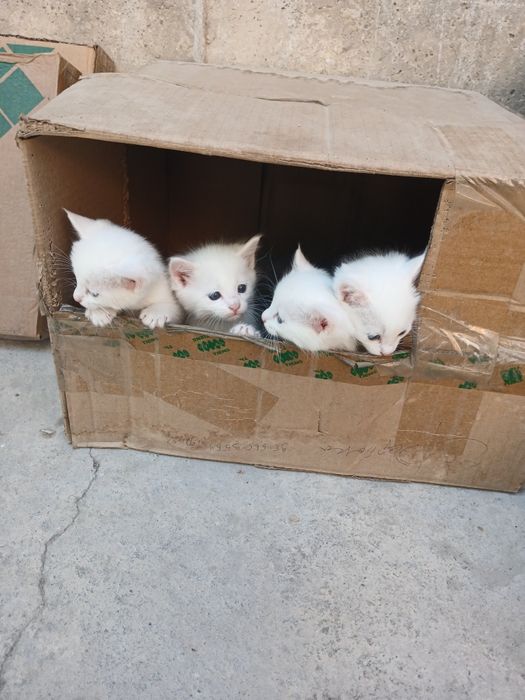 Котята,  турецкая ангора