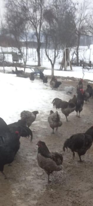 Găini și cocoș Austrolop de vânzare