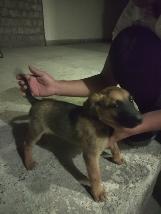 Malinua 2 oylik Samarqandda erkak