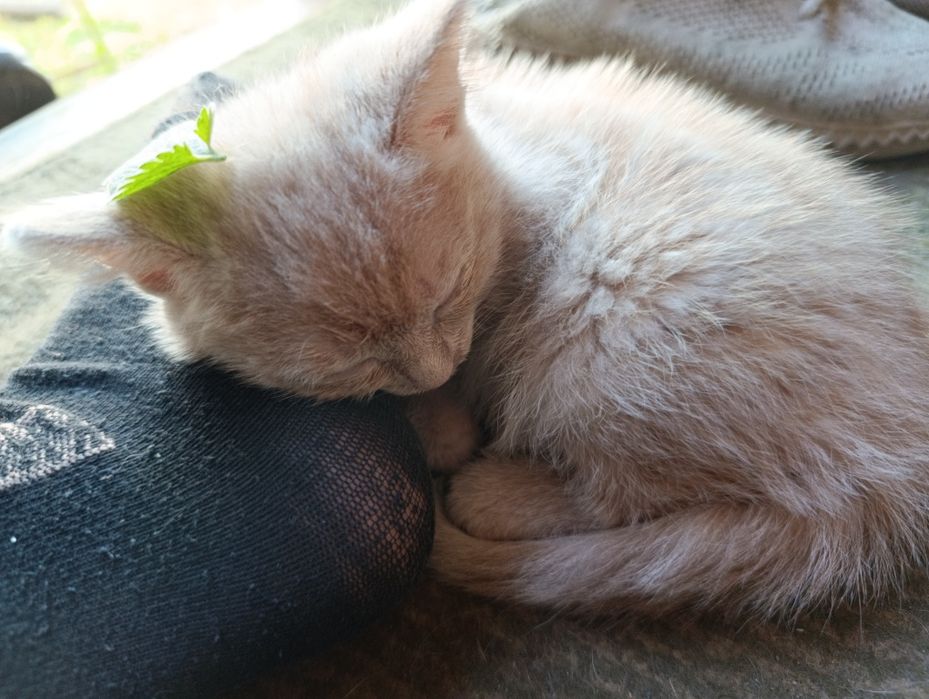 Котята без породные