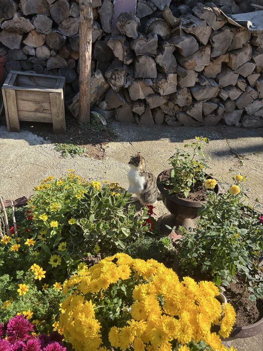 Женски котета на 5 месеца