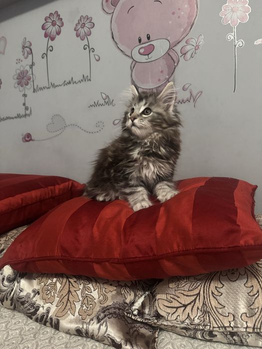 Котята породы мейн-кун