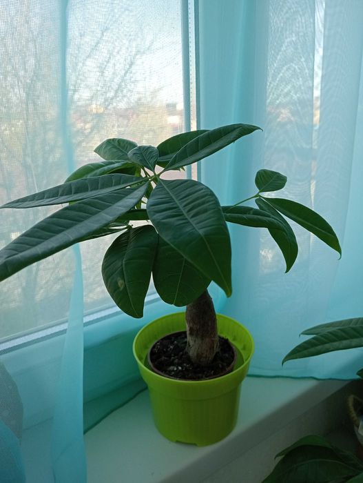 Красивые и Уютные Цветы Для Вас