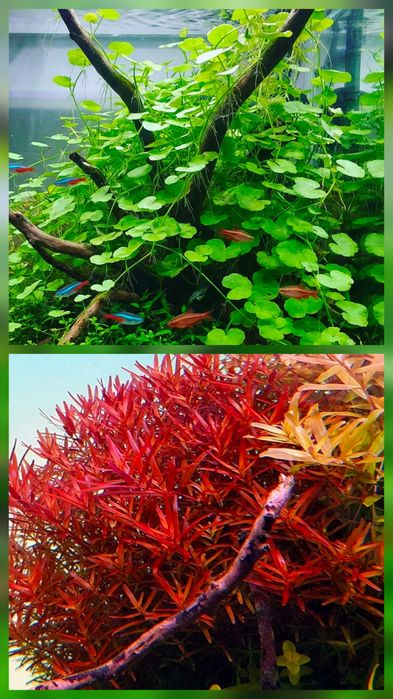 Plante Naturale Acvariu usor de crescut