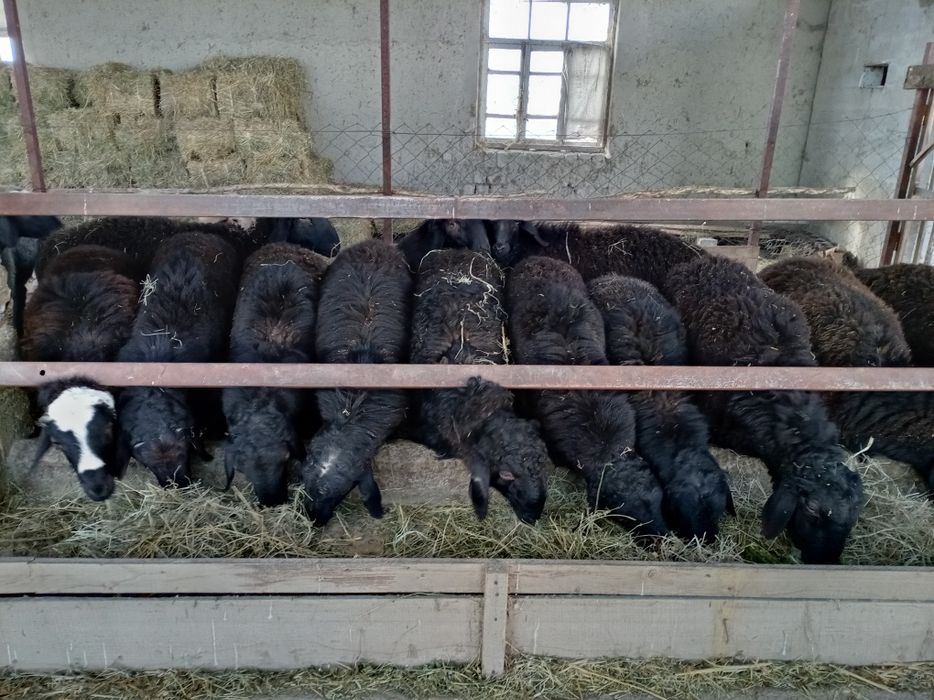 Qo'chqorlar sotiladi