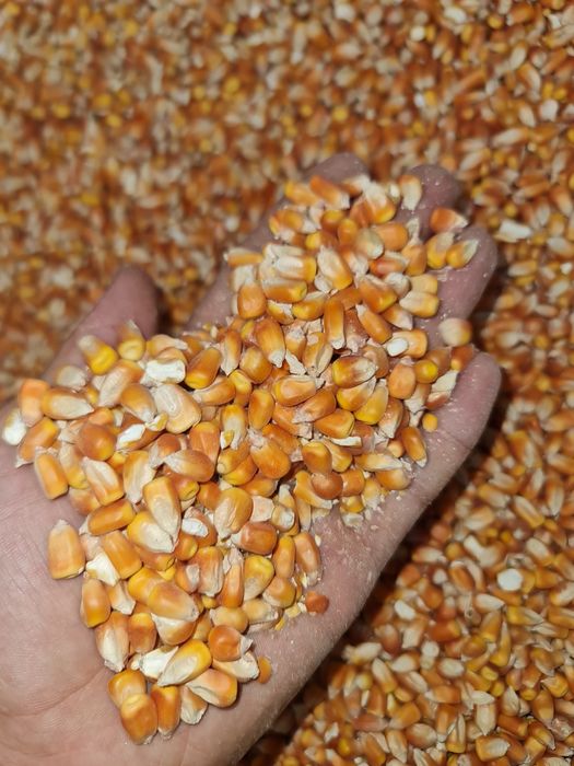 Кукуруза - дробленная и цельная
