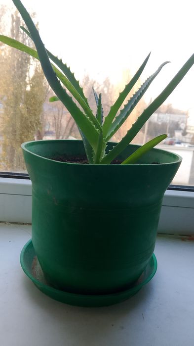 Комнатные растения (цветы)