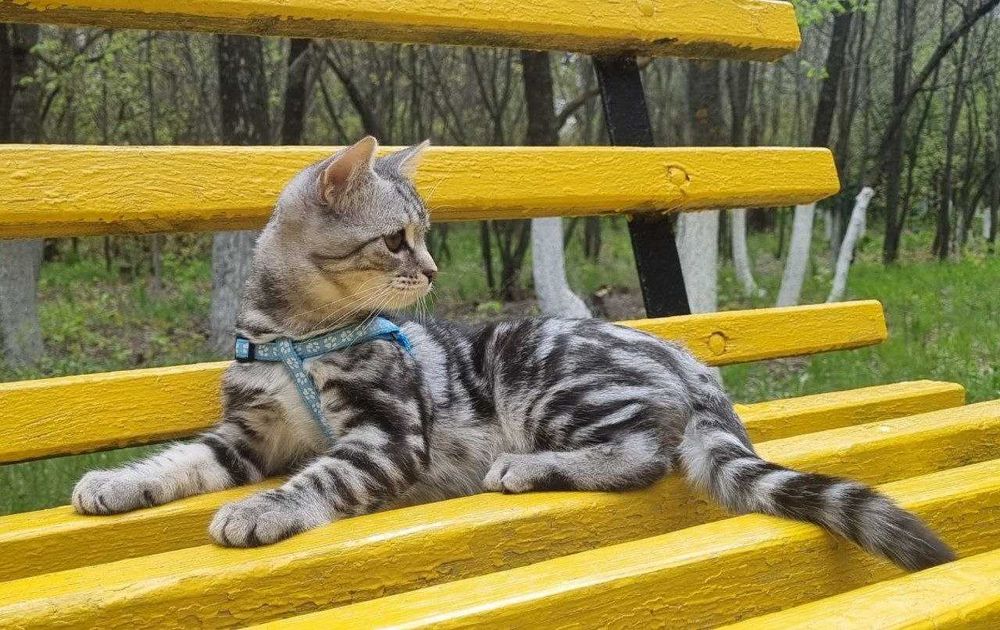 Котенок компаньон домашний