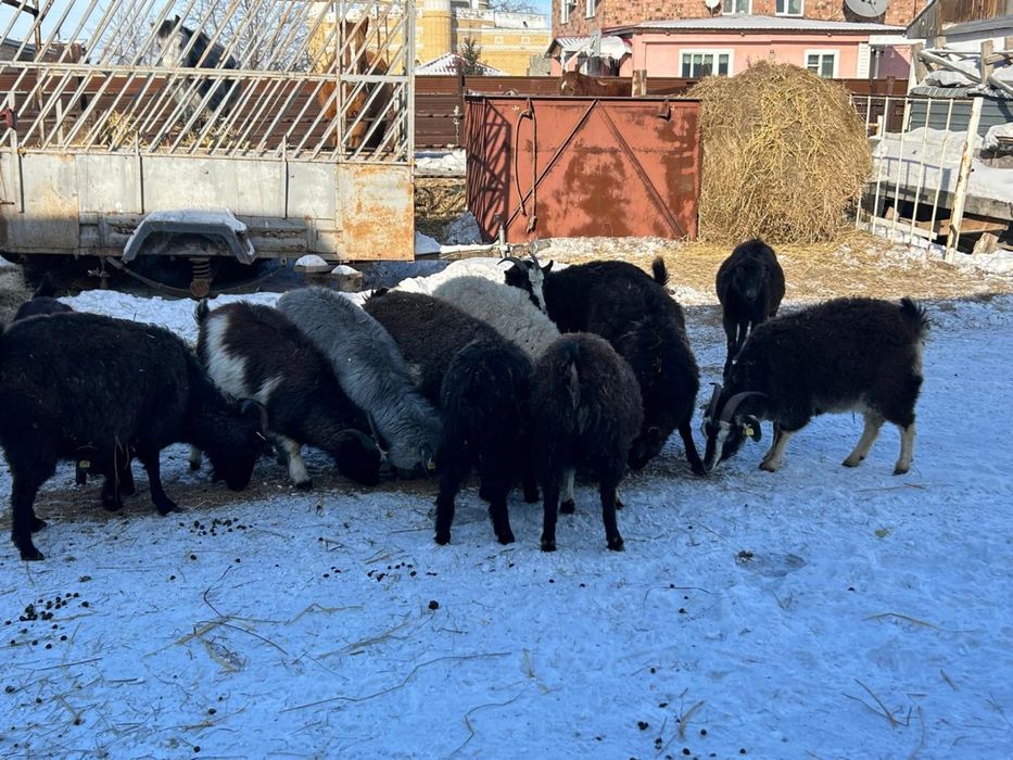 Продам коз и козлят