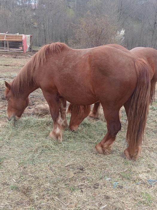 Vând sau schimb mânz și mânza