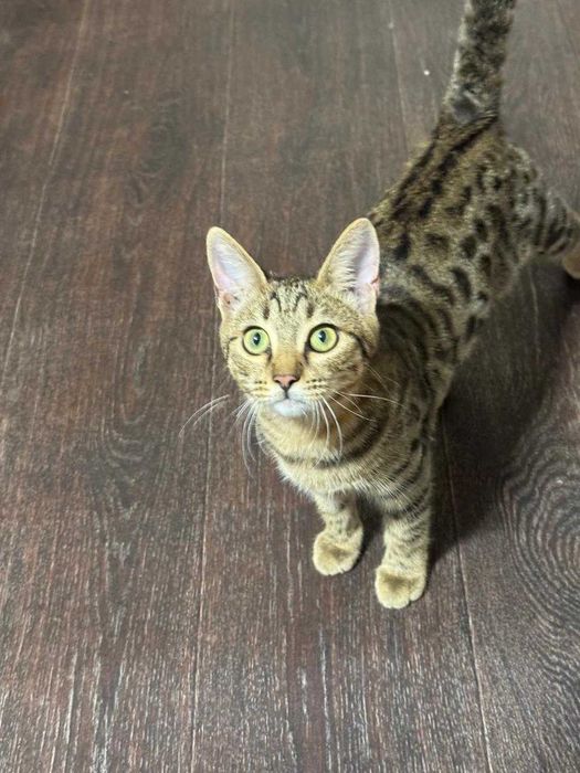 Котенок в Добрые Руки!