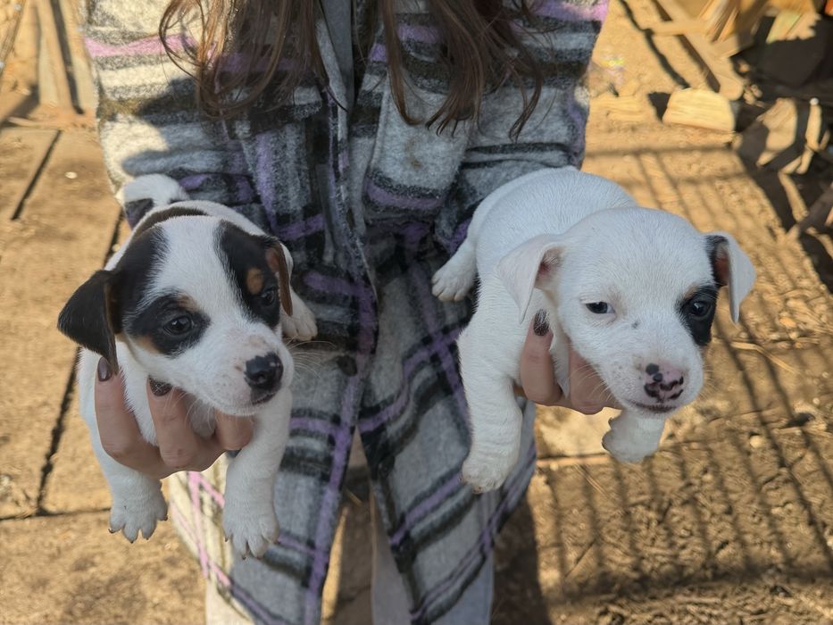 Джак ръсел кученца