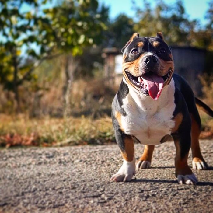 американский булли