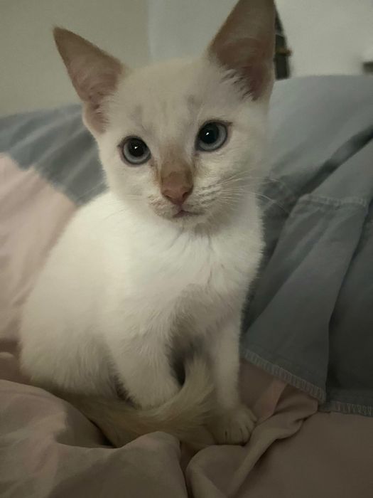 Белоснежный котенок