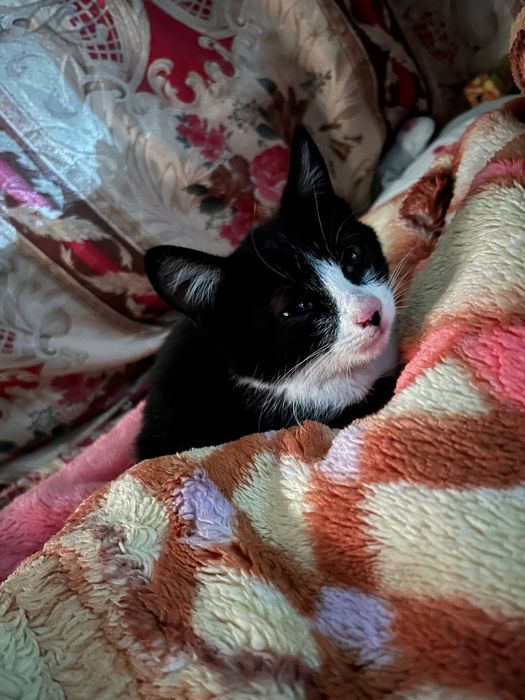 Отдаю котёнка в добрые руки
