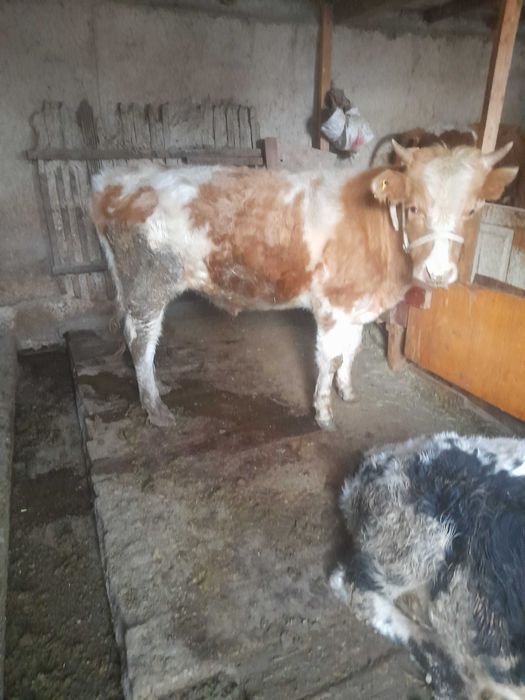 Бұқалар саиылады