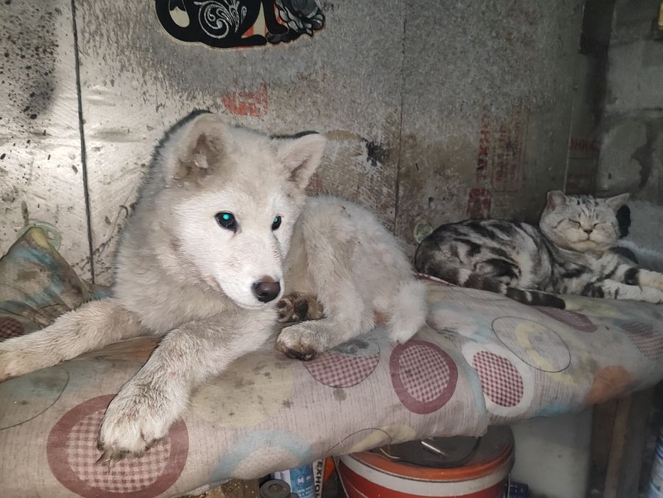 Щенок сибирской хаски