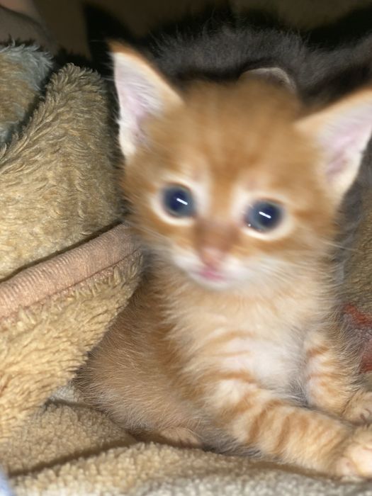 Отдаем котят в добрые руки