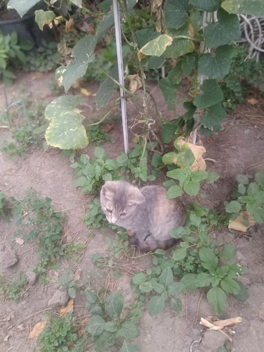 Котята крысыловы в добрые руки