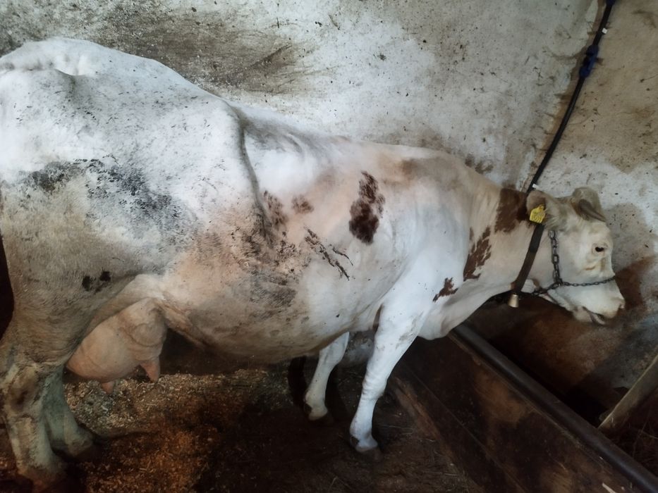 Vacă de vânzare  bună de lapte