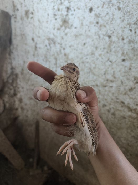 Italiya bedana 45-50 kunli