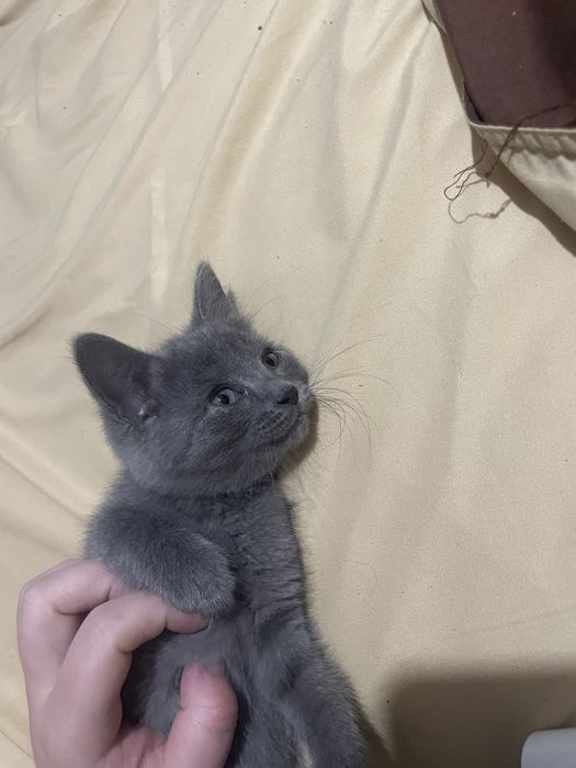Продам кошку митис