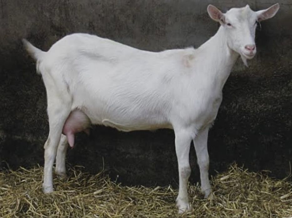 Сутті ешкі сатылады