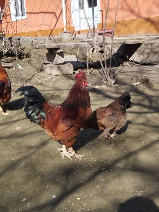 Sog'lom qizil Xo'roz