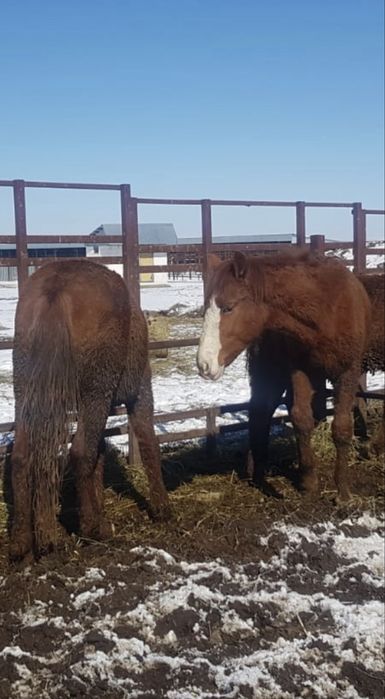 Семіз тайлар, құнандар сатылады