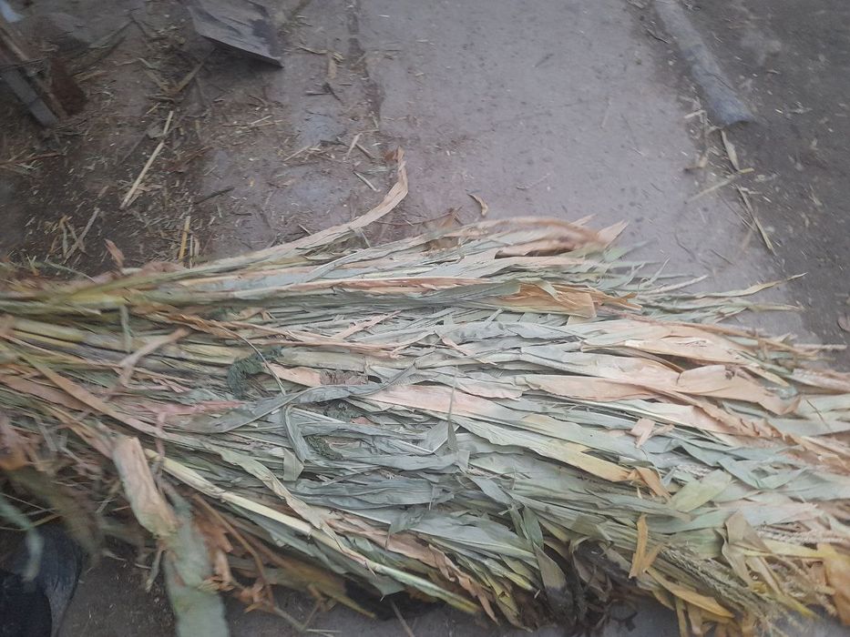 hashey   Sotiladi  300.ta  bor