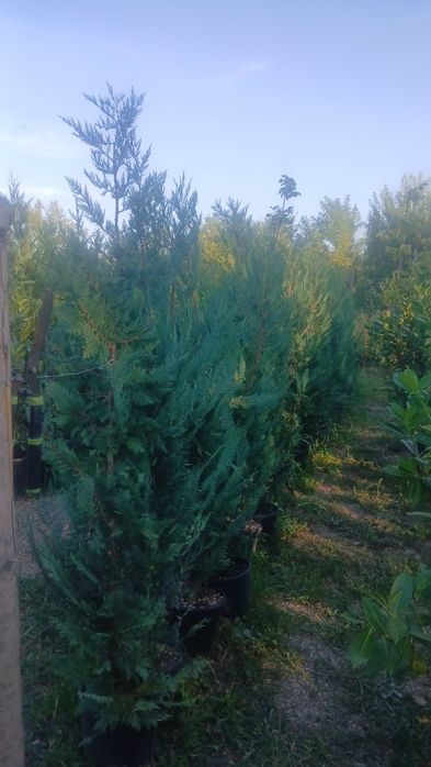 Leylandii 2m 3m gard viu