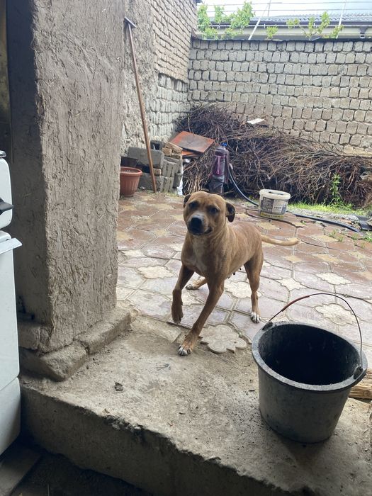 Кучук пидбул айол