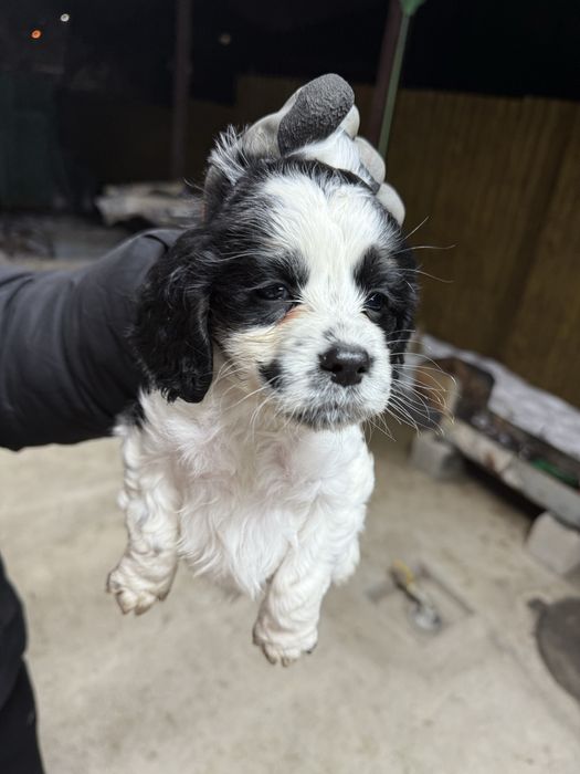 Щенок русский спаниель .