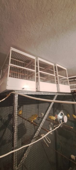 Vând set de 6 colivii