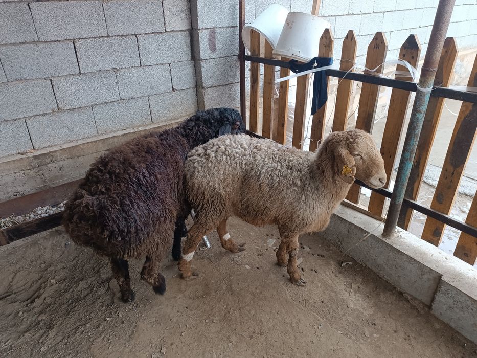 Қошқар,қой семіз