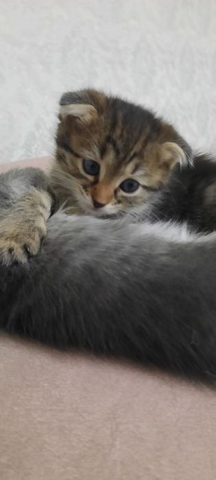 Вислоухие котята  2 мес  девочки