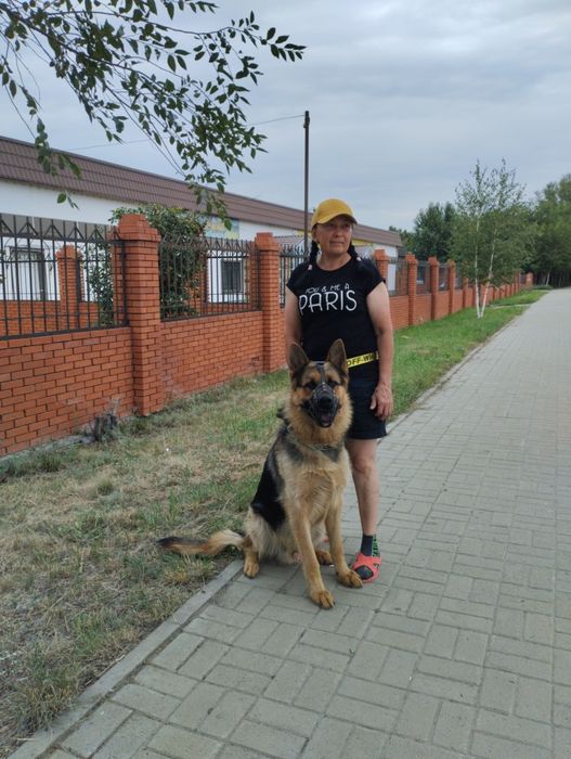 Животные вязка собак