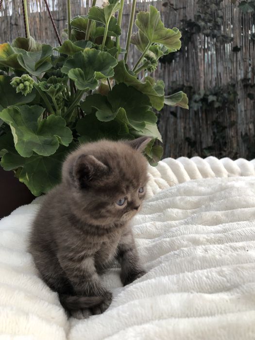Pui pisica British Shorthair Chocolate