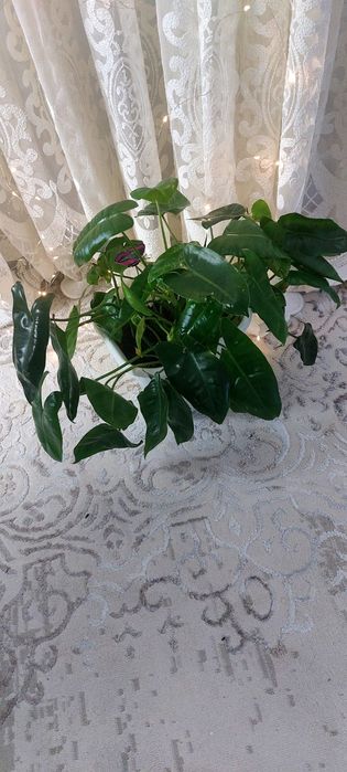 комнатные цветы для гостиной