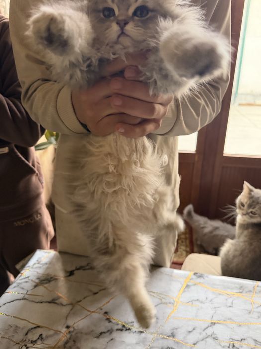 Mushukcha sotiladi,  Shinshila