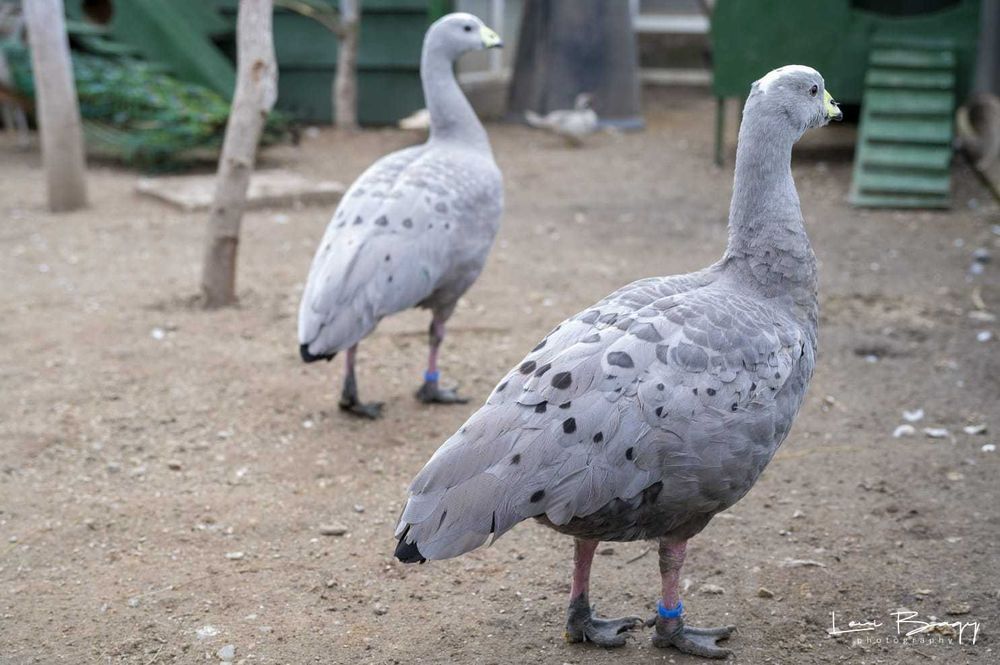 Vând gâște australiene