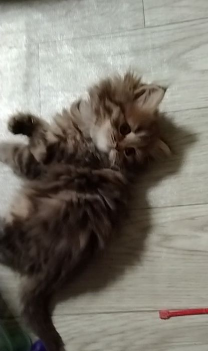 Шикарная девочка. Хайленд страйт.