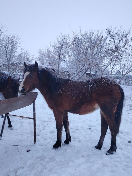 Кабылки 1,5 годовалые
